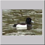 Aythya fuligula - Reiherente m01 Warendorf.jpg